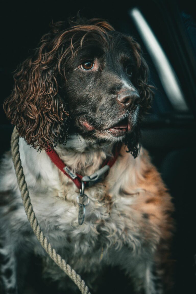 A detailed close-up photograph of an English Springer Spaniel dog sitting with a leash, showcasing its expressive face.