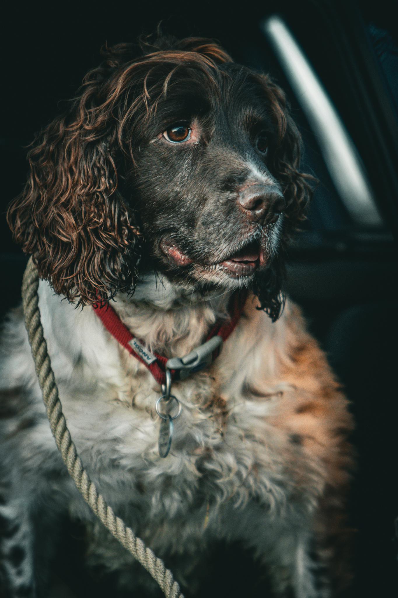 A detailed close-up photograph of an English Springer Spaniel dog sitting with a leash, showcasing its expressive face.