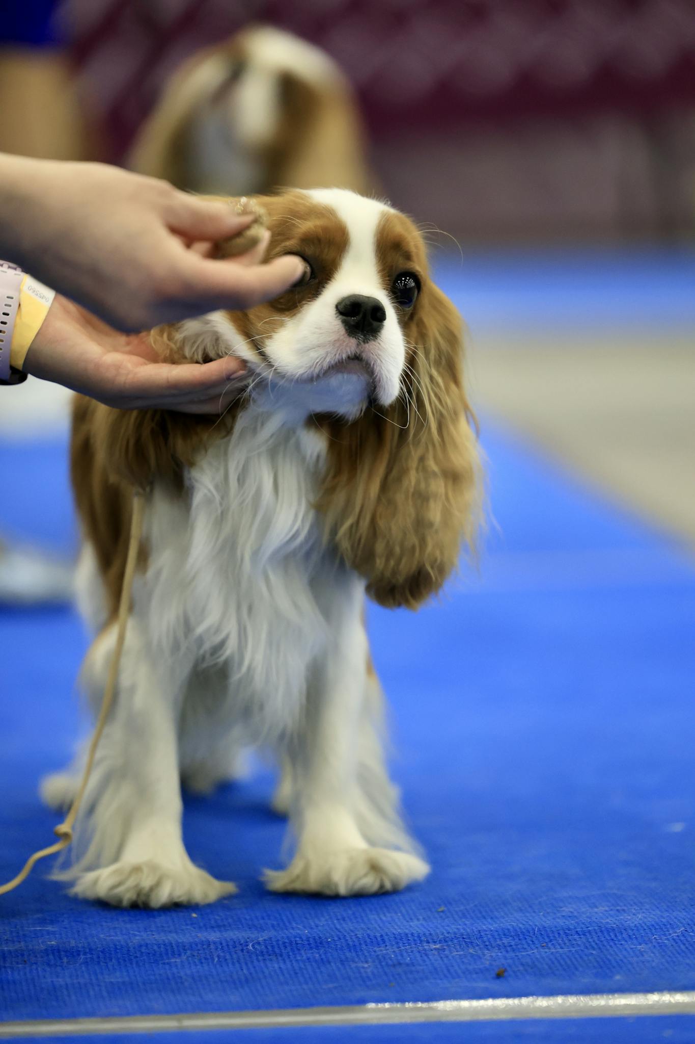 Adorable Cavalier King Charles Spaniel being prepared for performance at a dog show.