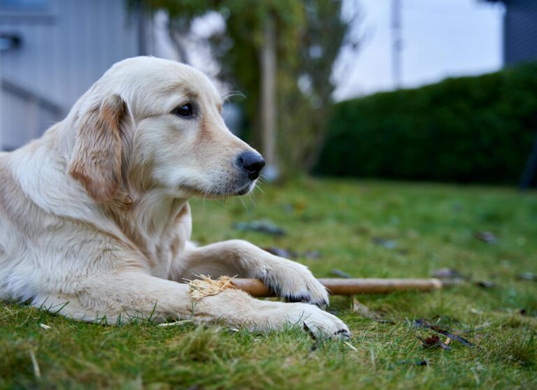 Close-up of a Golden Retriever lying on grass holding a stick on a calm day.