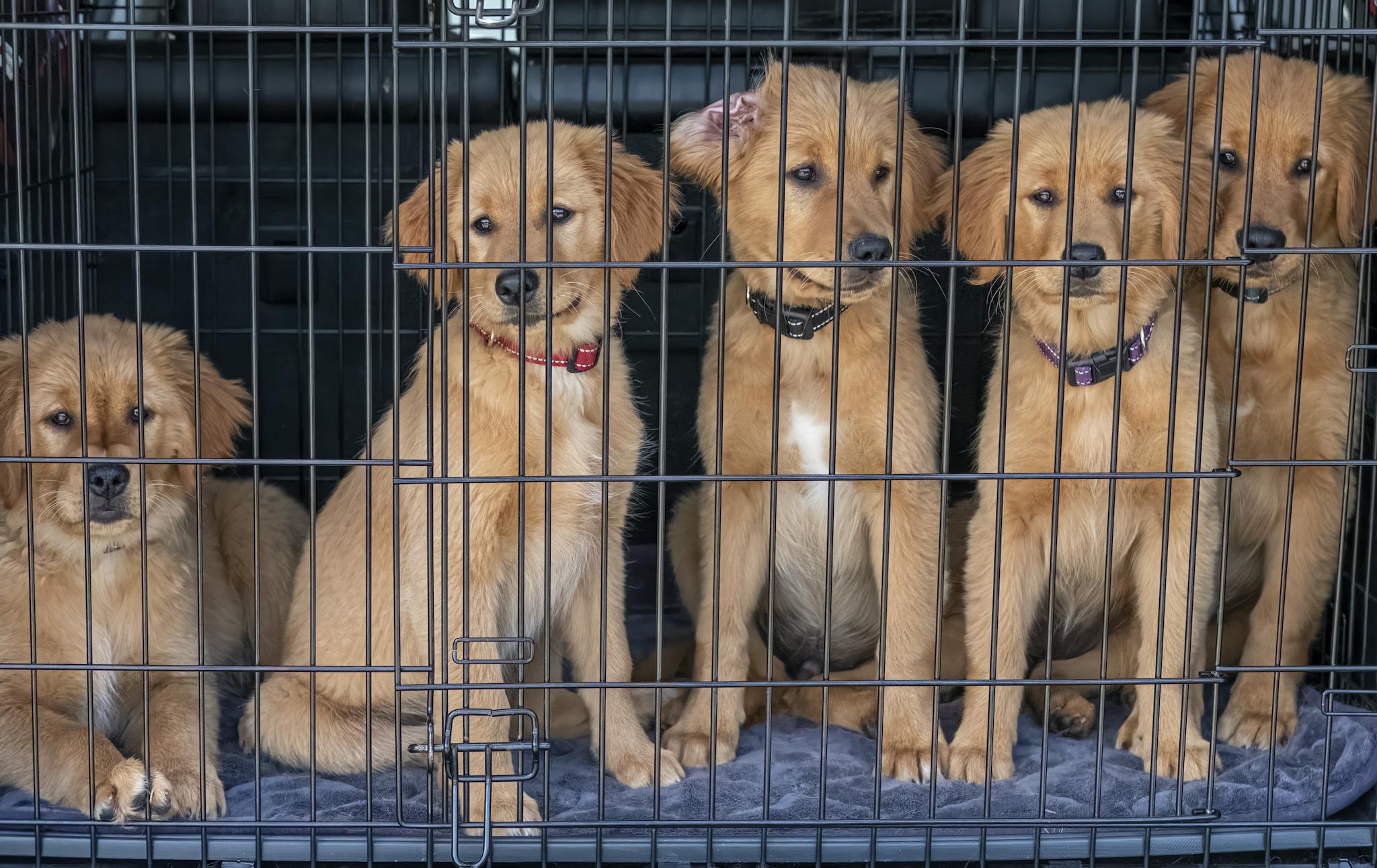 Five cute golden retriever puppies sitting inside a cage, looking playful and curious.