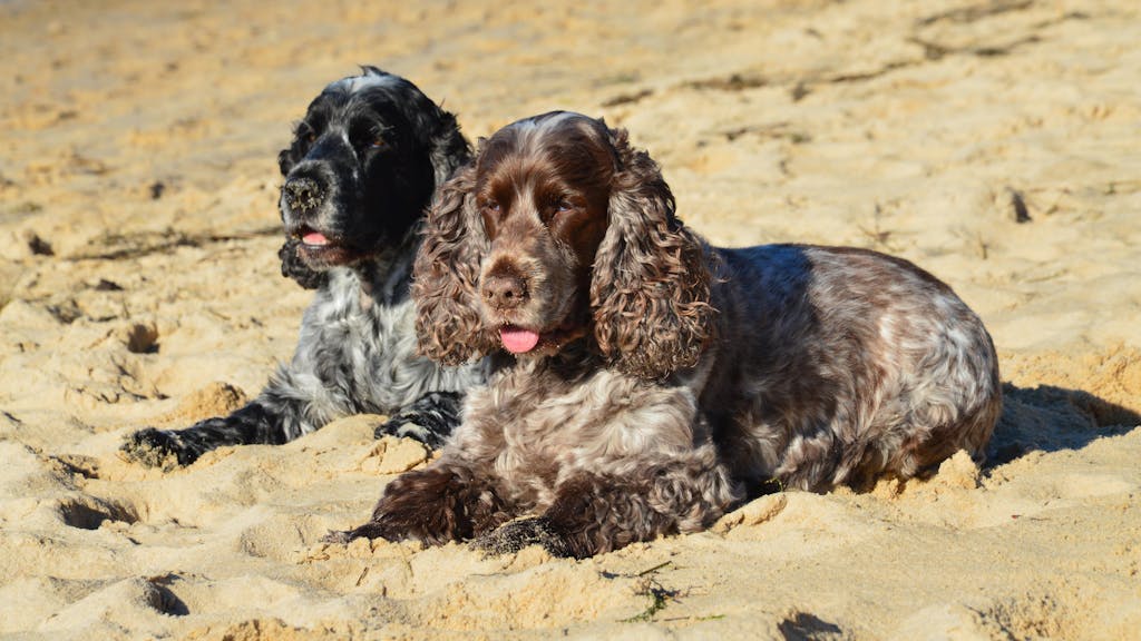 Two English Cocker Spaniels relax on a sunny beach in Arès, France, enjoying the sand.